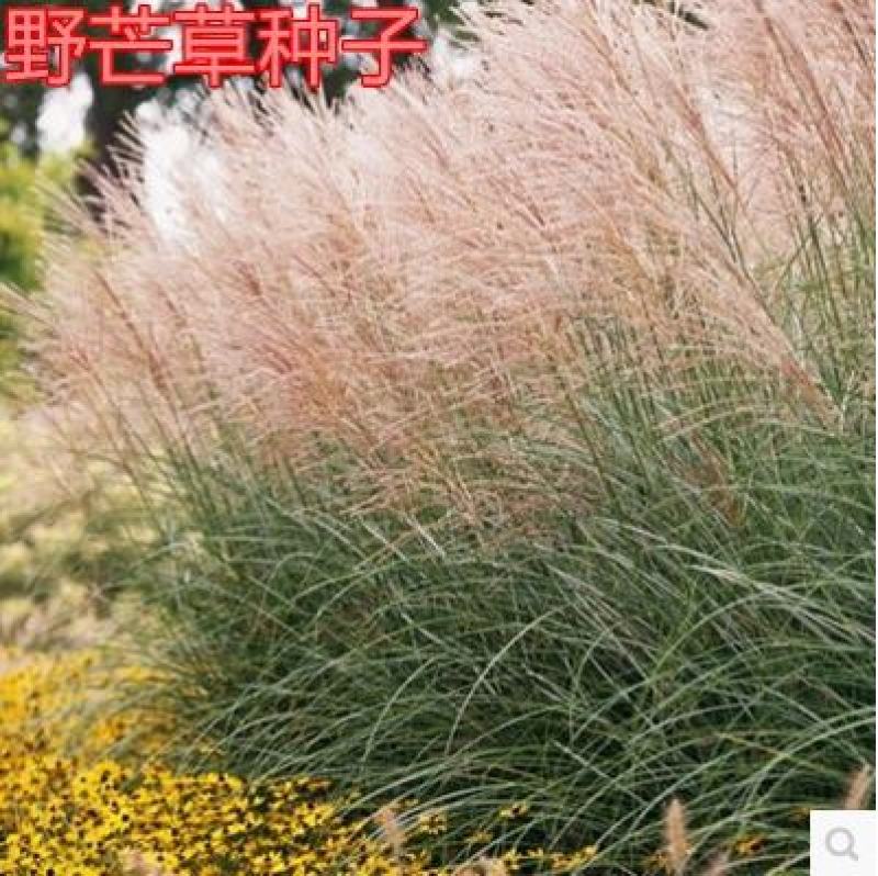 芒草种子再力花种子千屈菜花叶芦竹香蒲芦苇水葱梭鱼草鸢