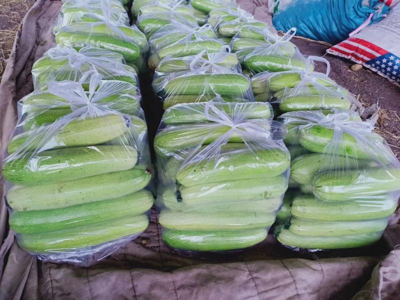 河北省昌黎县西葫芦在四月底大量上市，产地直发，价格便宜