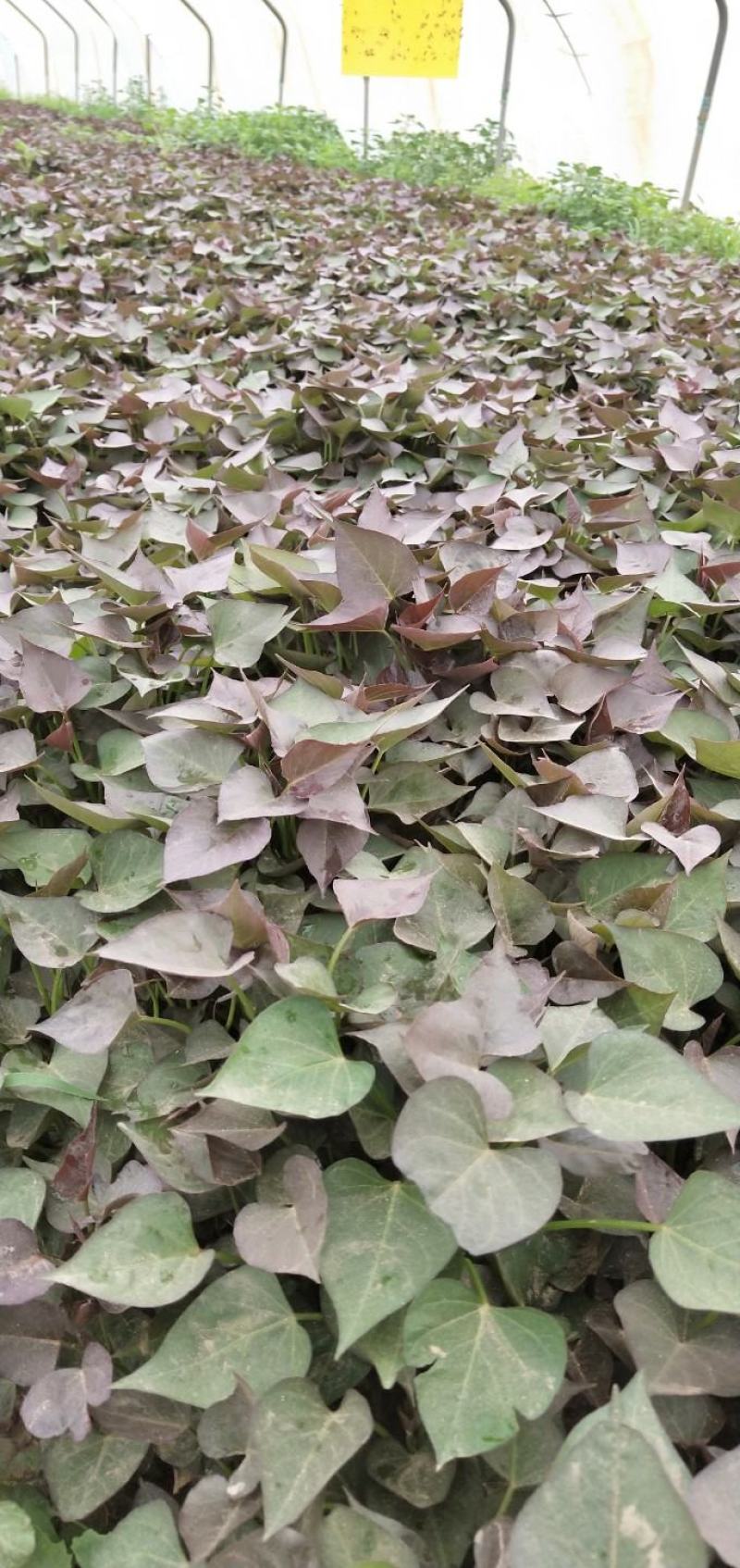 脱毒蜜薯25苗，地瓜苗，山芋苗，原种苗高端红薯苗……
