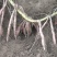 脱毒蜜薯25苗，地瓜苗，山芋苗，原种苗高端红薯苗……