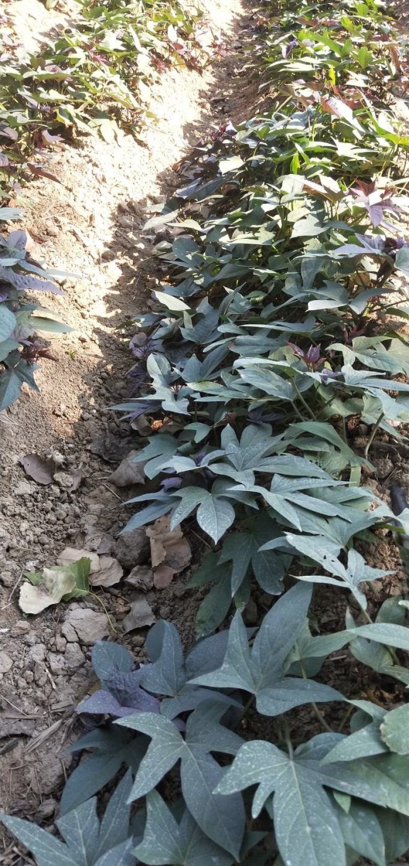 脱毒蜜薯25苗，地瓜苗，山芋苗，原种苗高端红薯苗……