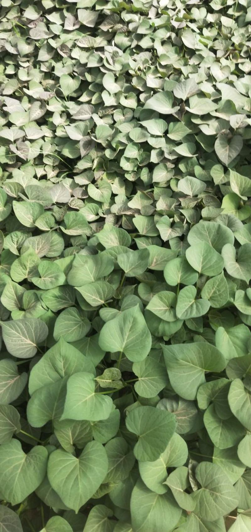 脱毒蜜薯25苗，地瓜苗，山芋苗，原种苗高端红薯苗……