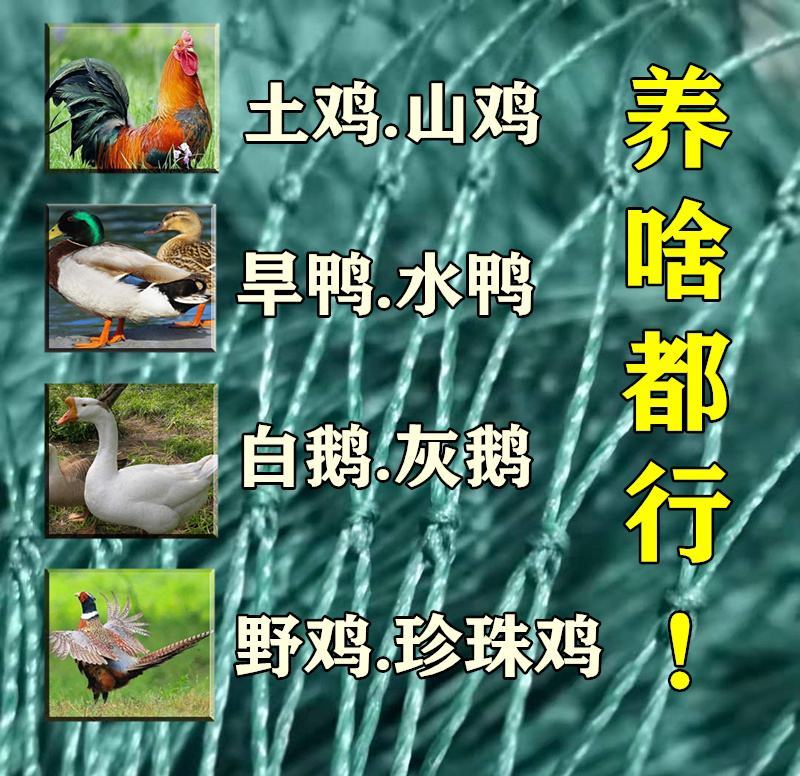养殖网养鸡网尼龙网拦鸡网围鸡网家禽塑料网护栏网菜园围网防
