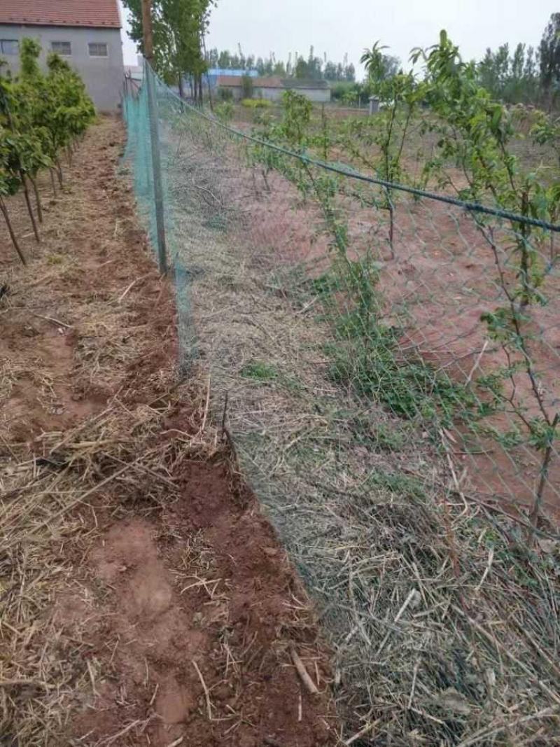养殖网养鸡网尼龙网拦鸡网围鸡网家禽塑料网护栏网菜园围网防