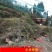 养殖网养鸡网尼龙网拦鸡网围鸡网家禽塑料网护栏网菜园围网防