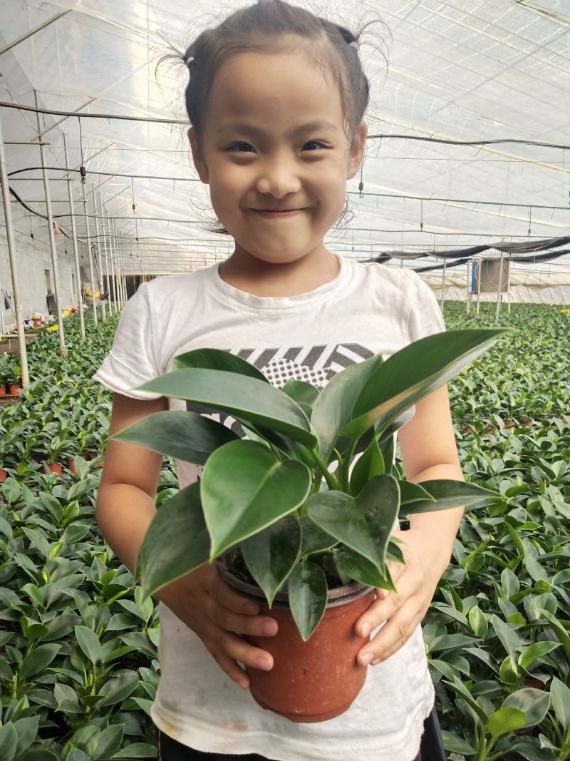 观叶植物，绿公主，绿叶花卉，绿植
