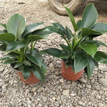 观叶植物，绿公主，绿叶花卉，绿植