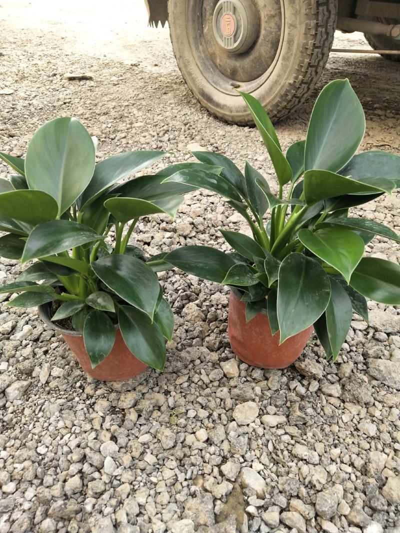 观叶植物，绿公主，绿叶花卉，绿植
