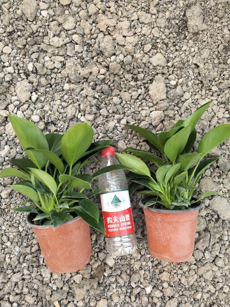 观叶植物，绿公主，绿叶花卉，绿植