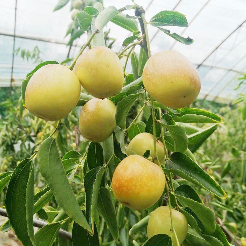 大荔冬枣皮薄肉厚核小脆甜三斤五斤四斤礼盒装支持一件代发