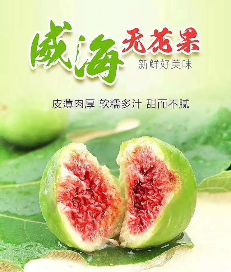威海青皮无花果糖包子树上熟无公害无花果大量上市