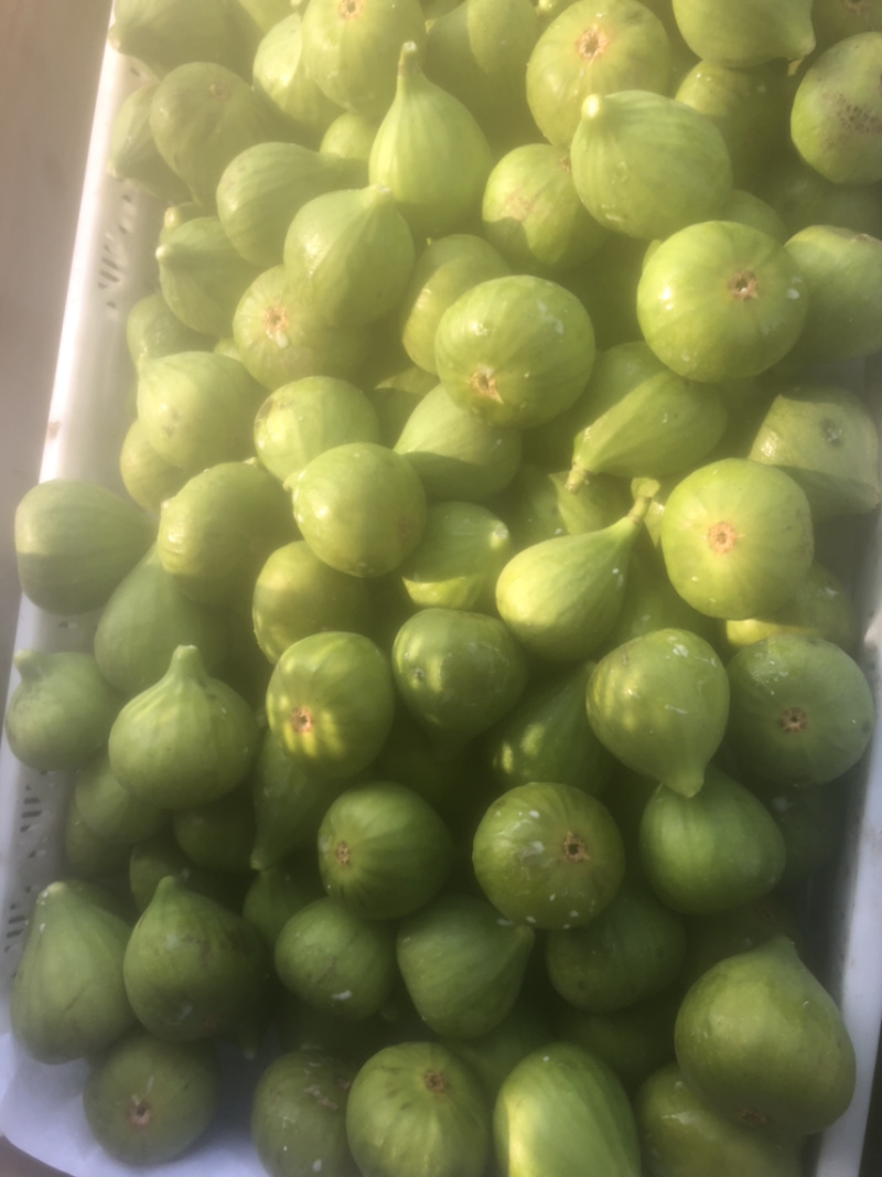 威海青皮无花果糖包子树上熟无公害无花果大量上市