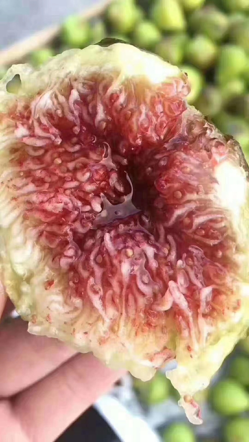 威海青皮无花果糖包子树上熟无公害无花果大量上市