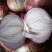 山东潍坊红二圆葱八零以上的