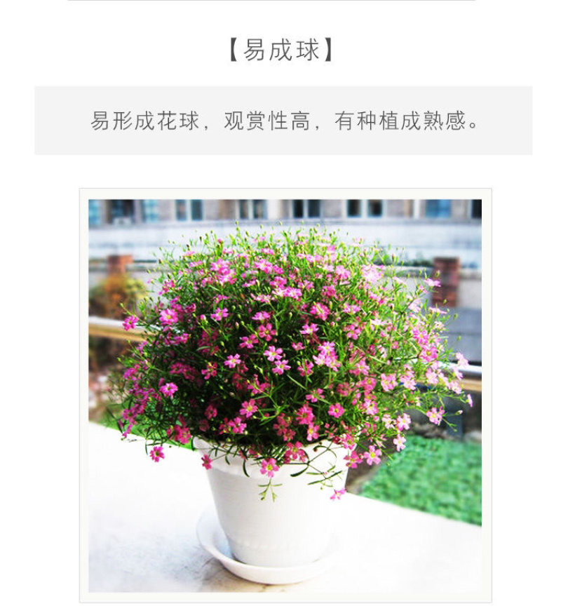 满天星种子满天星四季开花草籽易活净化空气盆栽植物