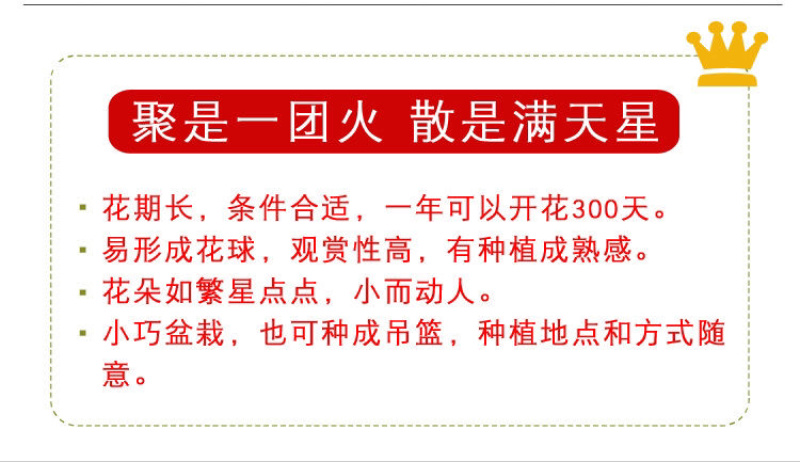 满天星种子满天星四季开花草籽易活净化空气盆栽植物