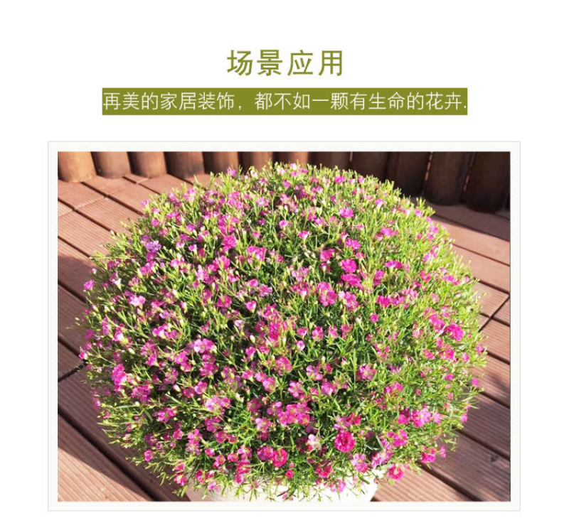 满天星种子满天星四季开花草籽易活净化空气盆栽植物