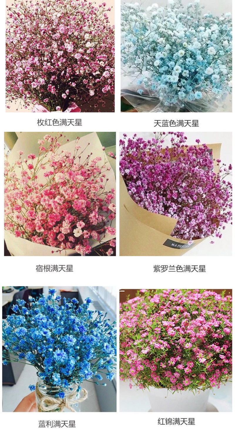 满天星种子满天星四季开花草籽易活净化空气盆栽植物
