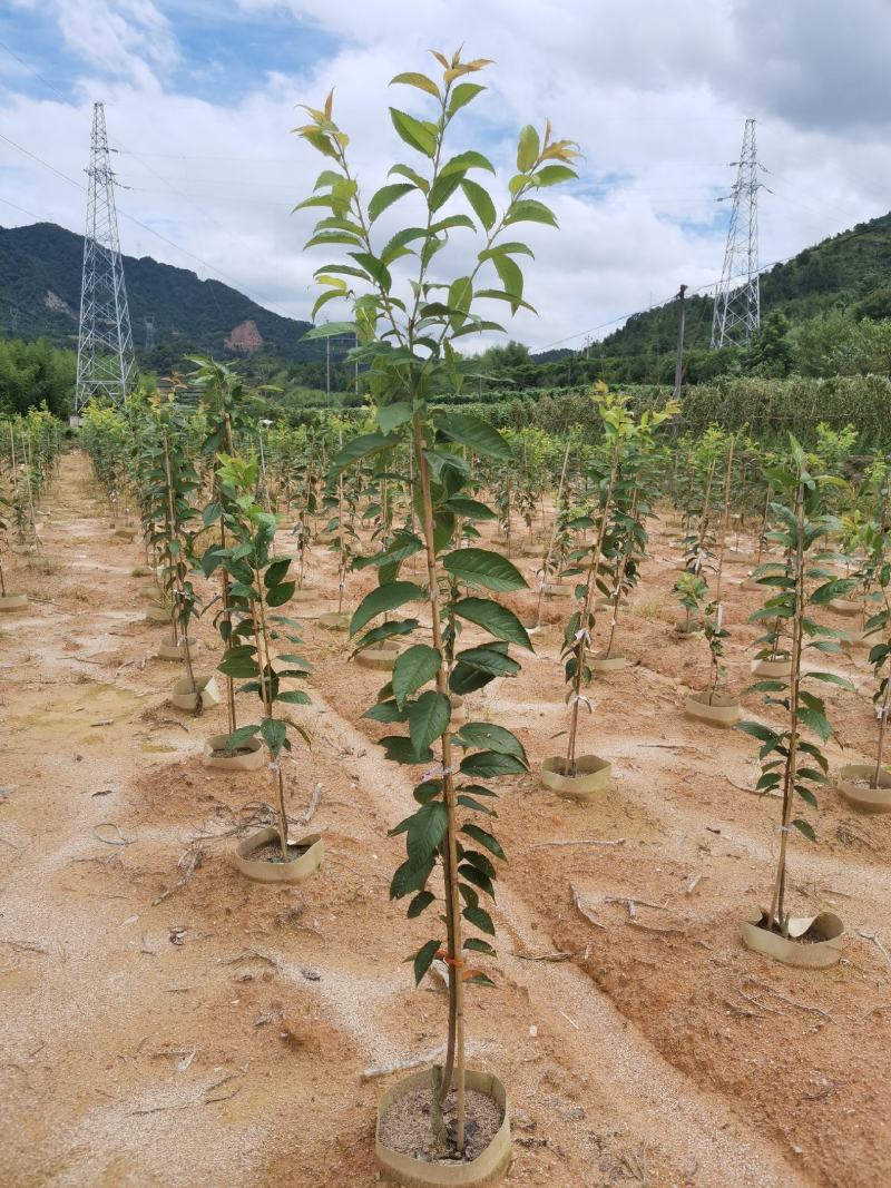嫁接牡丹樱樱花基地供货