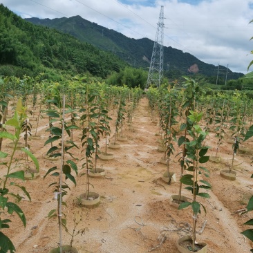 嫁接牡丹樱樱花基地供货