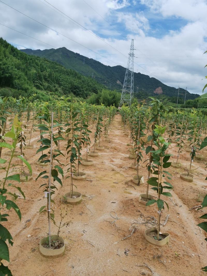 嫁接牡丹樱樱花基地供货