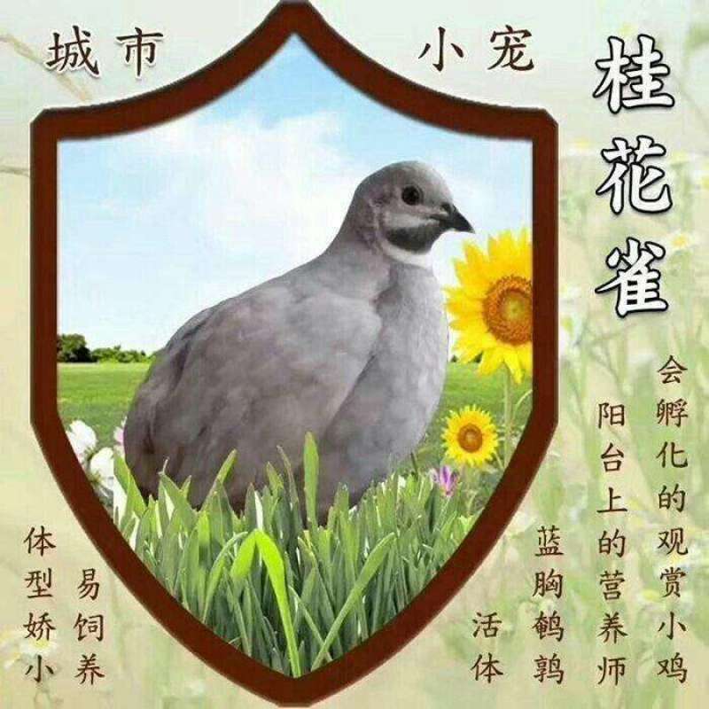 芦丁鸡商品蛋，种蛋种鸡，养殖场一手货源。