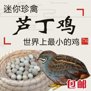 芦丁鸡商品蛋，种蛋种鸡，养殖场一手货源。