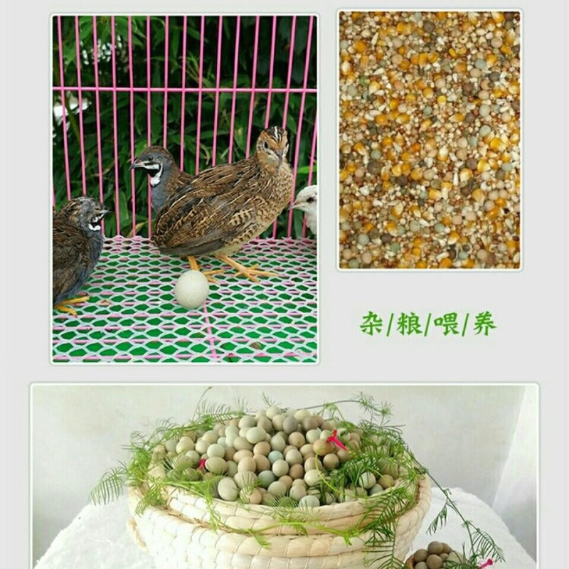 芦丁鸡商品蛋，种蛋种鸡，养殖场一手货源。