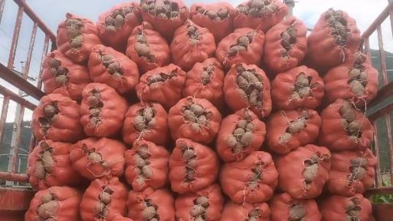 红青薯9号土豆,大量上市,需要的联系