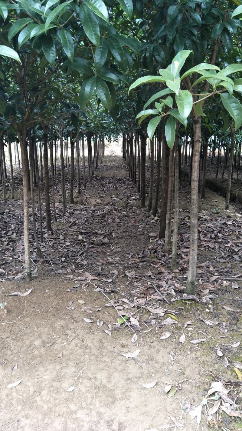 【桂花树】桂花树5—20公分绿化苗木全冠.占地都有
