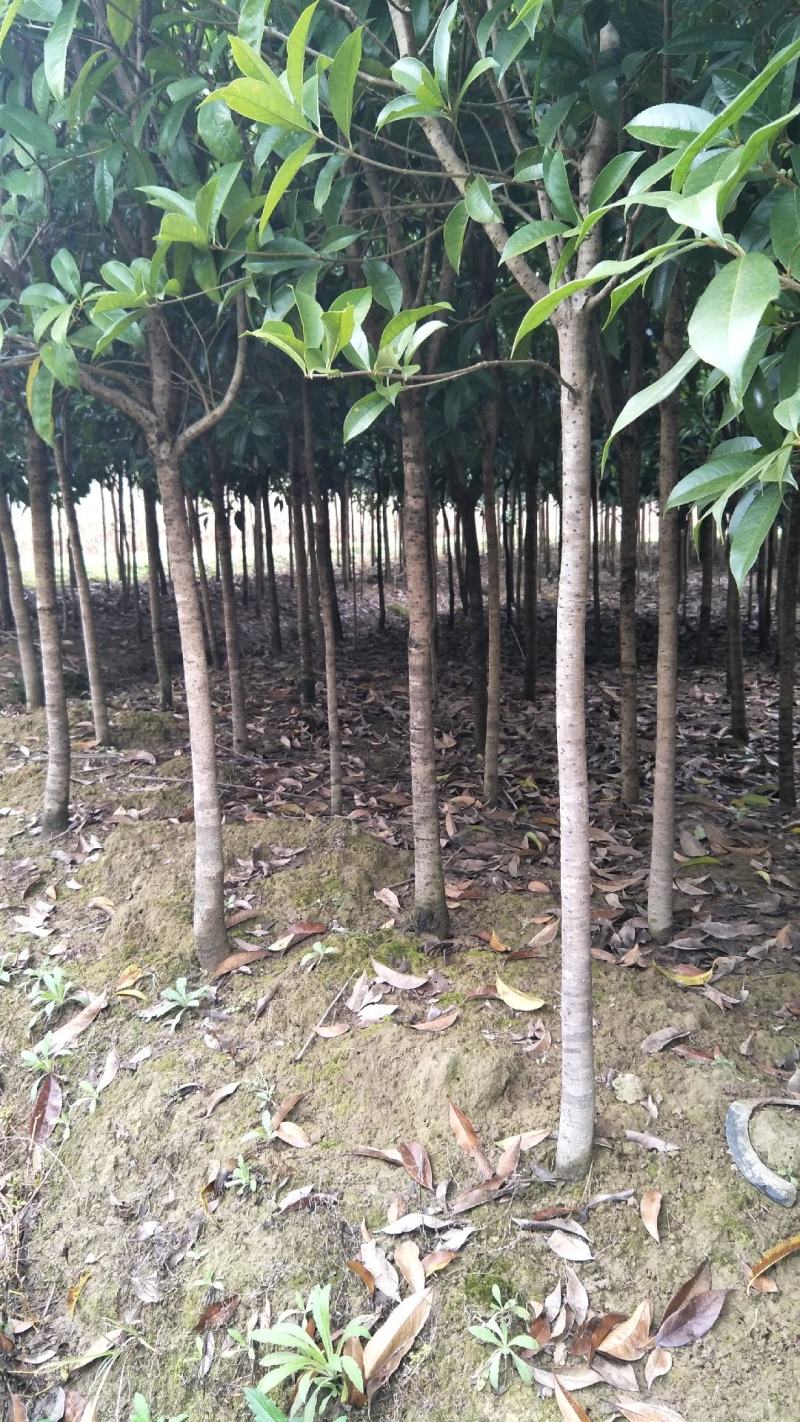 【桂花树】桂花树5—20公分绿化苗木全冠.占地都有