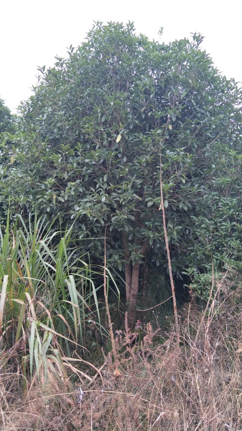 【桂花树】桂花树5—20公分绿化苗木全冠.占地都有
