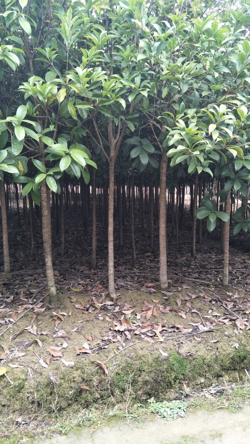 【桂花树】桂花树5—20公分绿化苗木全冠.占地都有