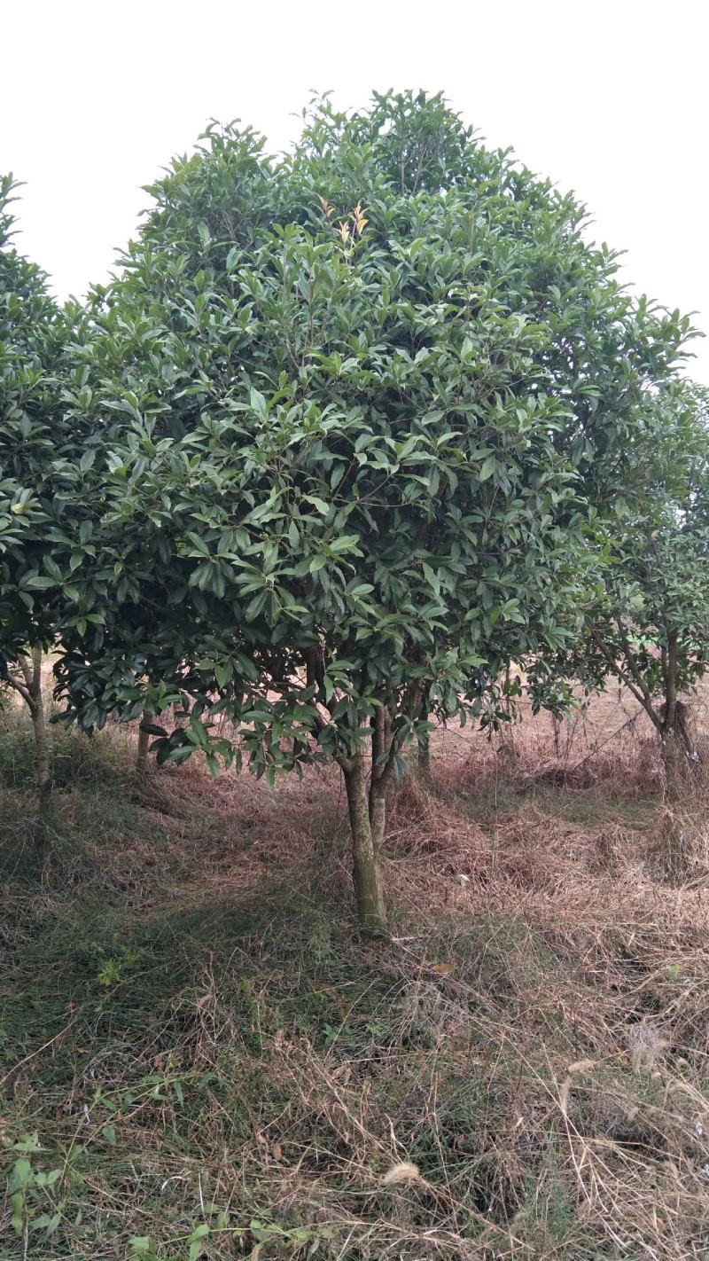 【桂花树】桂花树5—20公分绿化苗木全冠.占地都有