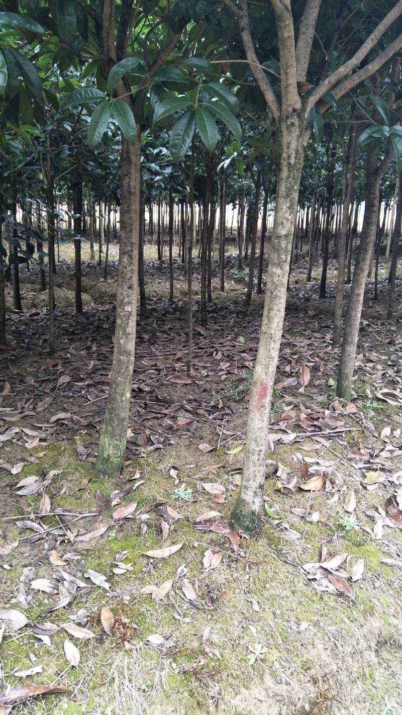 【桂花树】桂花树5—20公分绿化苗木全冠.占地都有