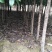 【桂花树】桂花树5—20公分绿化苗木全冠.占地都有