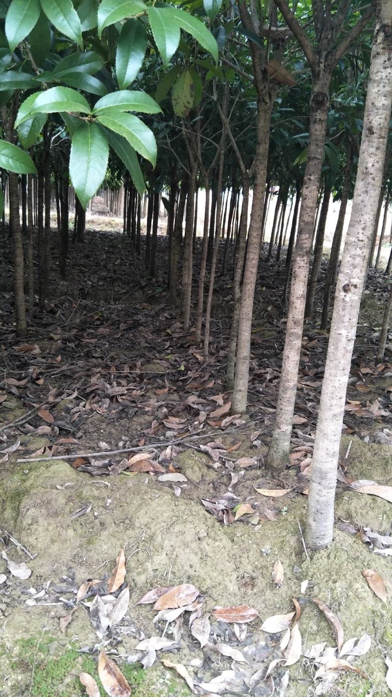 【桂花树】桂花树5—20公分绿化苗木全冠.占地都有