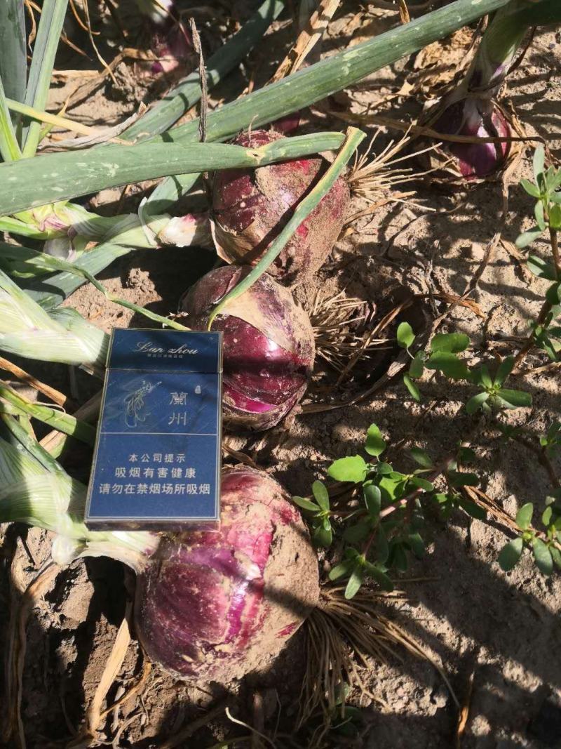 内蒙古包头市二红半高庄洋葱