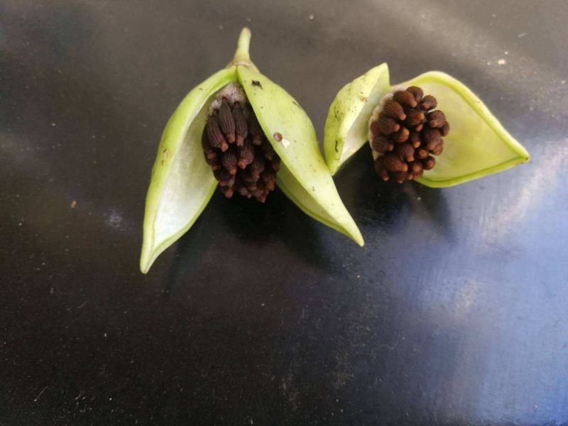 百部种子（对叶百部。）！全国包邮，量大优惠。