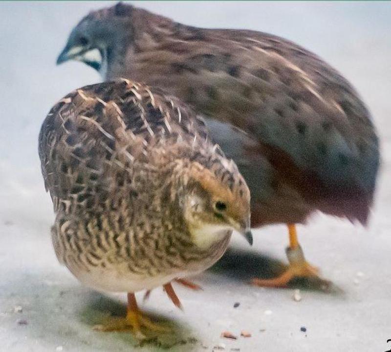 芦丁鸡种鸡阳台上的营养师