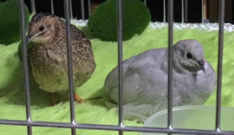 芦丁鸡种鸡阳台上的营养师