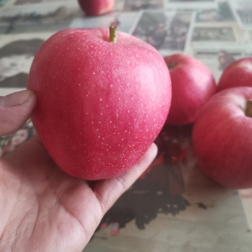 陕西高山早熟嘎啦品优质好
