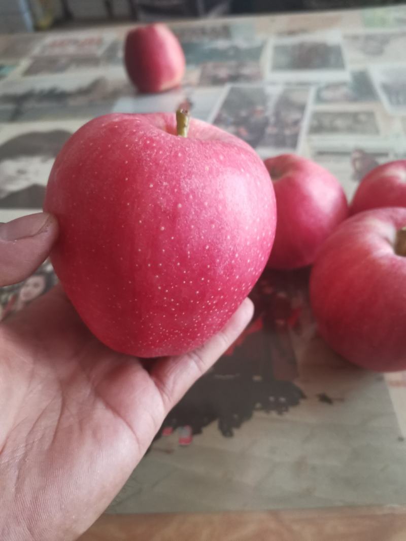 陕西高山早熟嘎啦品优质好
