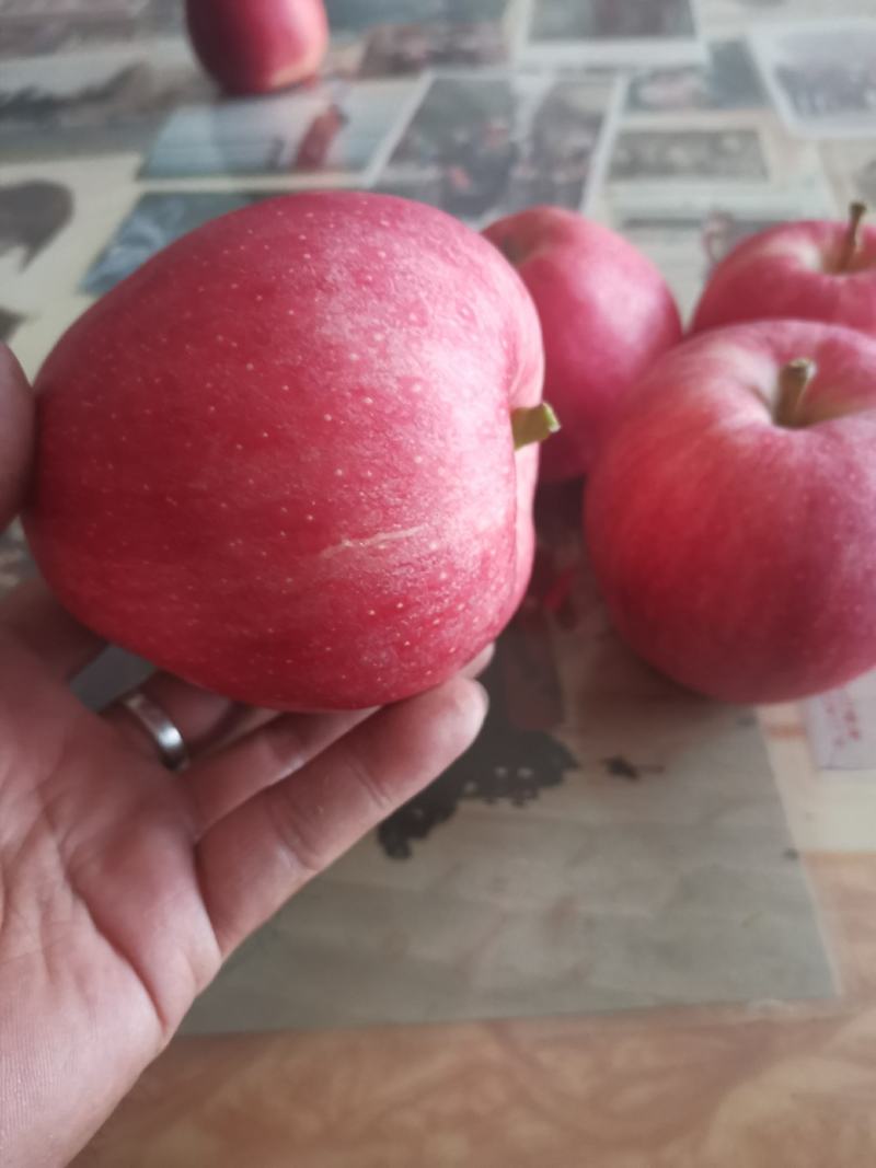 陕西高山早熟嘎啦品优质好