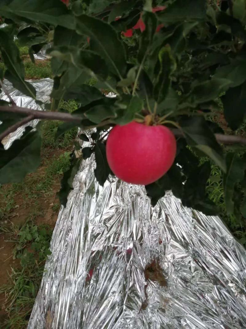 陕西高山早熟嘎啦品优质好
