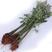 无刺蔷薇（20公分高），扦插种苗质量如图
