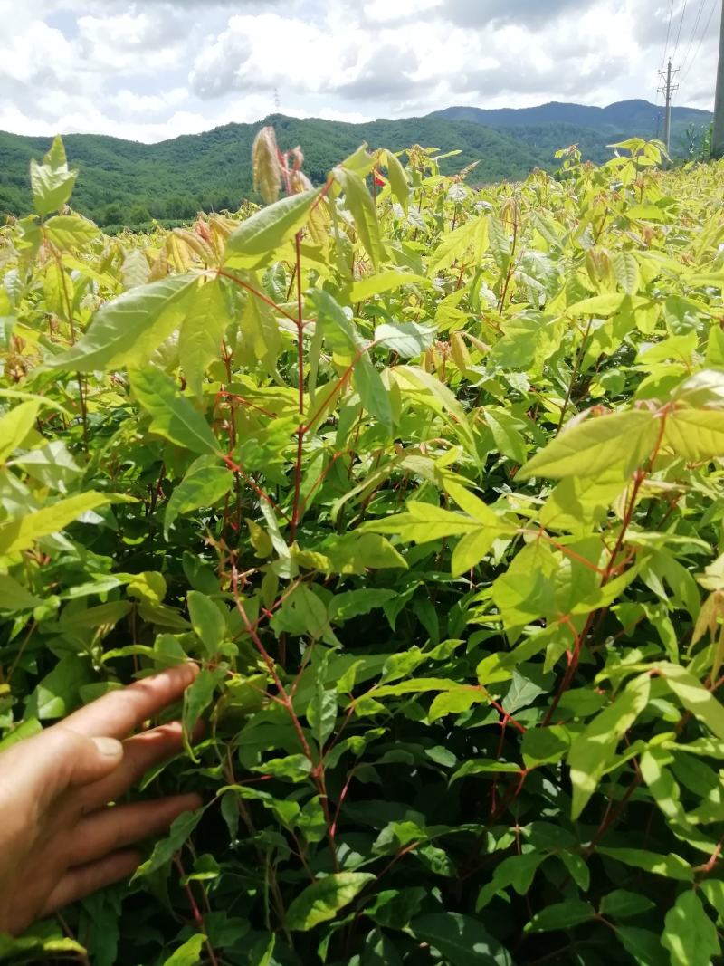 拧筋槭，拧筋槭苗，拧筋槭树苗，拧筋槭小苗，红叶树苗
