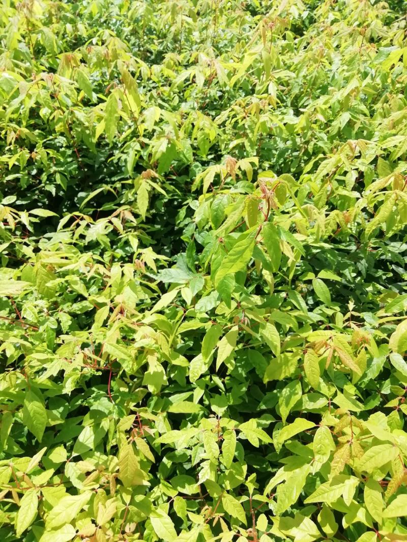 拧筋槭，拧筋槭苗，拧筋槭树苗，拧筋槭小苗，红叶树苗