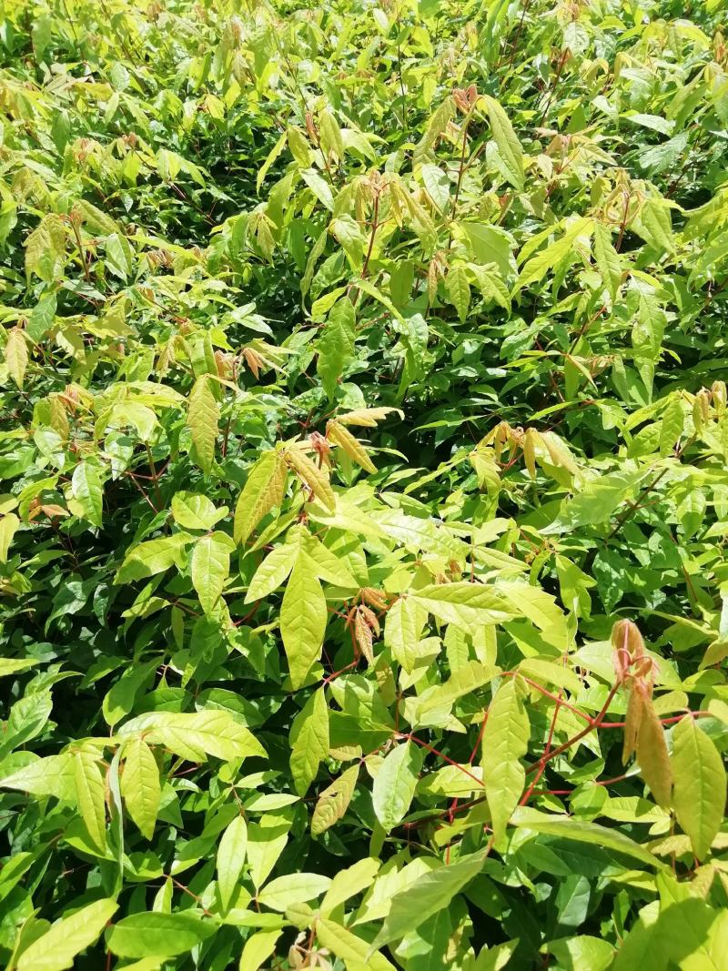 拧筋槭，拧筋槭苗，拧筋槭树苗，拧筋槭小苗，红叶树苗
