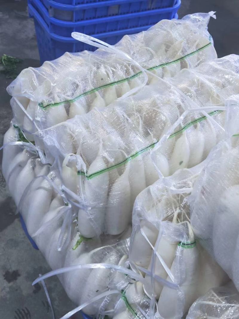 高山反季节萝卜产地直销，看货论价，保质保量，欢迎订购